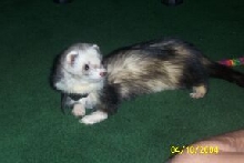 Sid Sable Mitt
