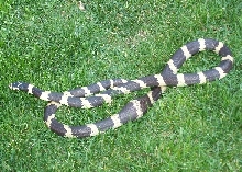 CA Kingsnake Tumor
