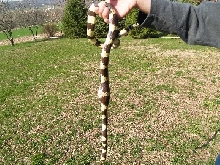 CA Kingsnake Tumor