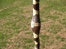 CA Kingsnake Tumor