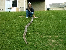 13 Foot Burmese Python