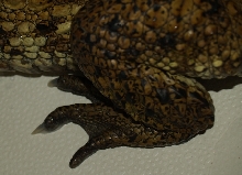 Spectacled Caiman