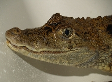 Spectacled Caiman