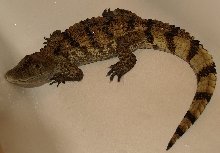 Spectacled Caiman