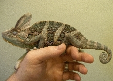 Veiled Chameleon