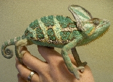 Veiled Chameleon
