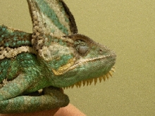 Chameleon 1