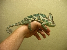Chameleon 2