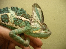 Veiled Chameleon