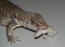 Monitor vs Gecko