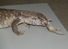 Monitor vs Gecko