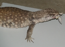 Monitor vs Gecko