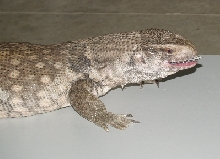 Monitor vs Gecko