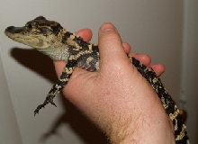 Undersized 5-year-old American Gator