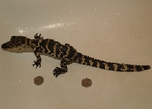 Undersized 5-year-old American Gator