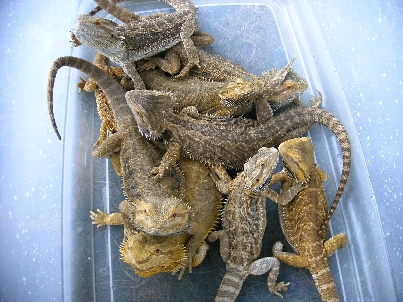 Poor beardies 1