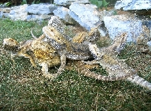 Poor Beardies 2