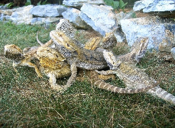 Poor Beardies 2