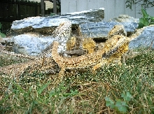Poor Beardies 3