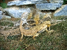 Poor Beardies 4