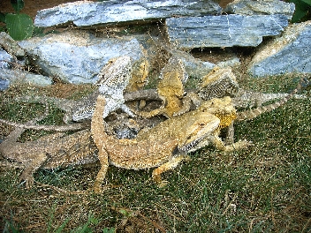 Poor Beardies 4