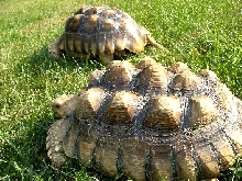 Pyramiding 1