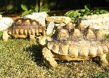 Pyramiding Tortoise 2