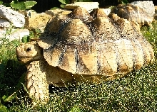 Pyramiding Tortoise 3