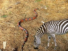 Zebra Mites 11