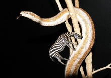 Zebra Mites 14