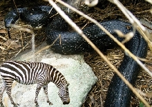 Zebra Mites 2