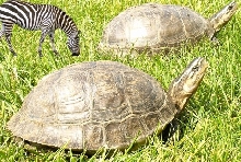 Zebra Mites 20