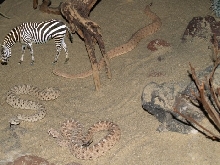 Zebra Mites 23