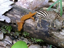 Zebra Mites 24