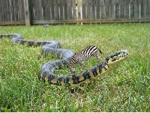 Zebra Mites 4