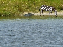 Zebra Mites 8