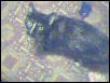 Cleo-Catra