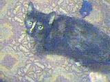 Cleo-Catra