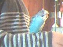 Angel the Christmas budgie