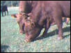 Sassy and Clancy doin what cows do best!