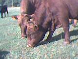 Sassy and Clancy doin what cows do best!