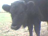 Bailey