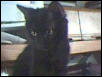 Midnight...the infamous lover boy!