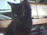 Midnight...the infamous lover boy!