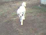 Polly