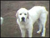 Pete