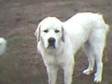 Pete