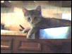 Paisley