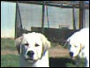 Polly and Pete