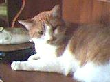Pudgie